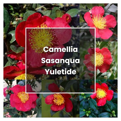 sasanqua camellia care